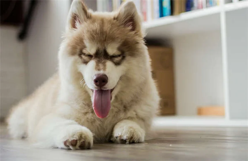 犬のおもちゃ選びのプロが教える！愛犬が夢中になる最高のトイ5選