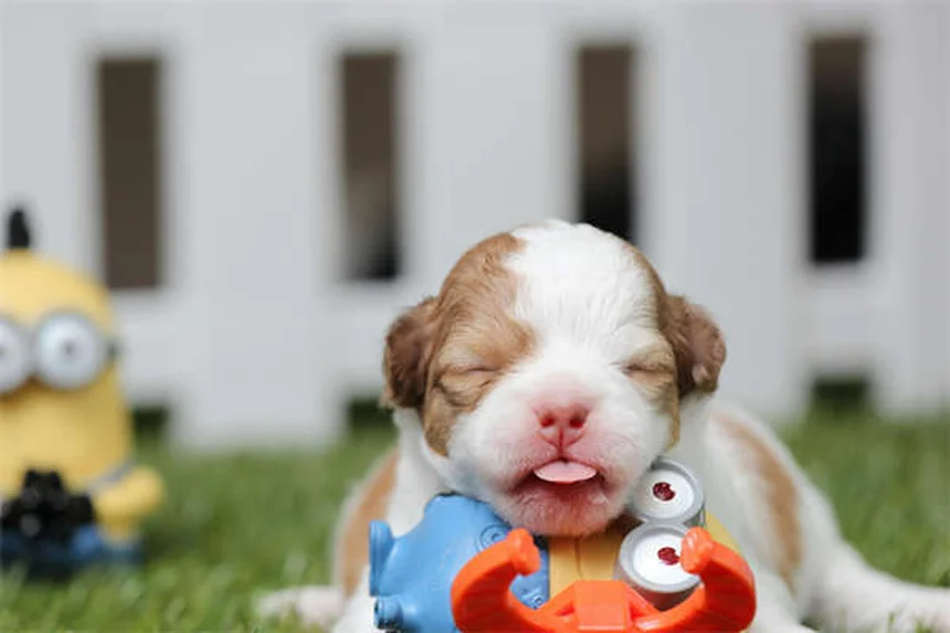 犬のおもちゃ選びのプロが教える！愛犬が夢中になる最高のトイ5選