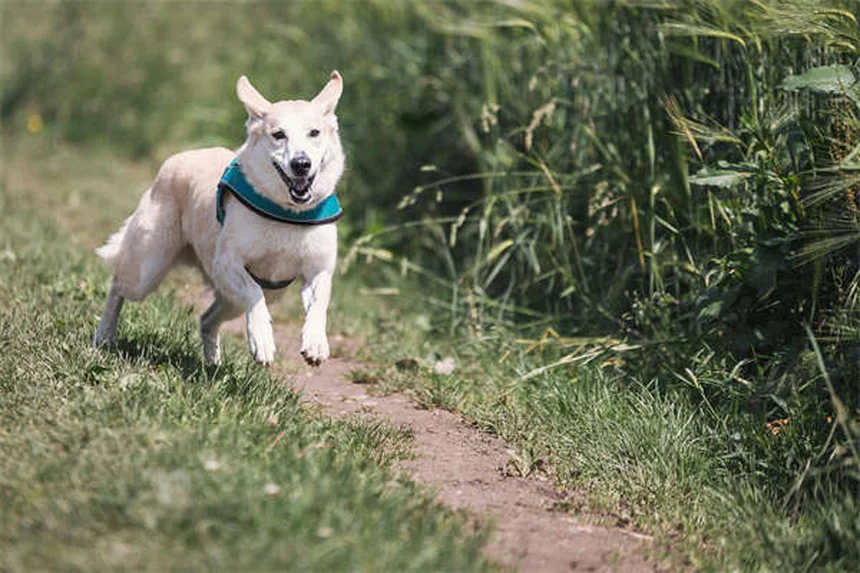 犬が家族の一員かどうか見分ける10のサイン【完全ガイド】