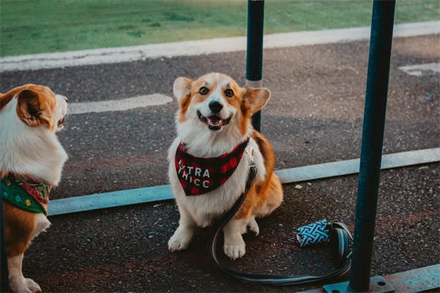 犬の唾液アレルギーって本当？症状と対策を徹底解説