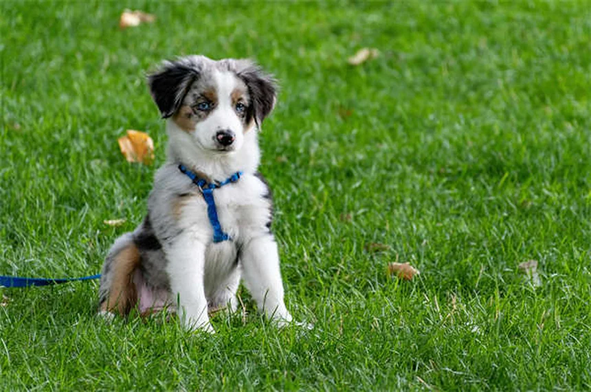 犬へのイモジウム与え方と副作用：安全に使うための注意点