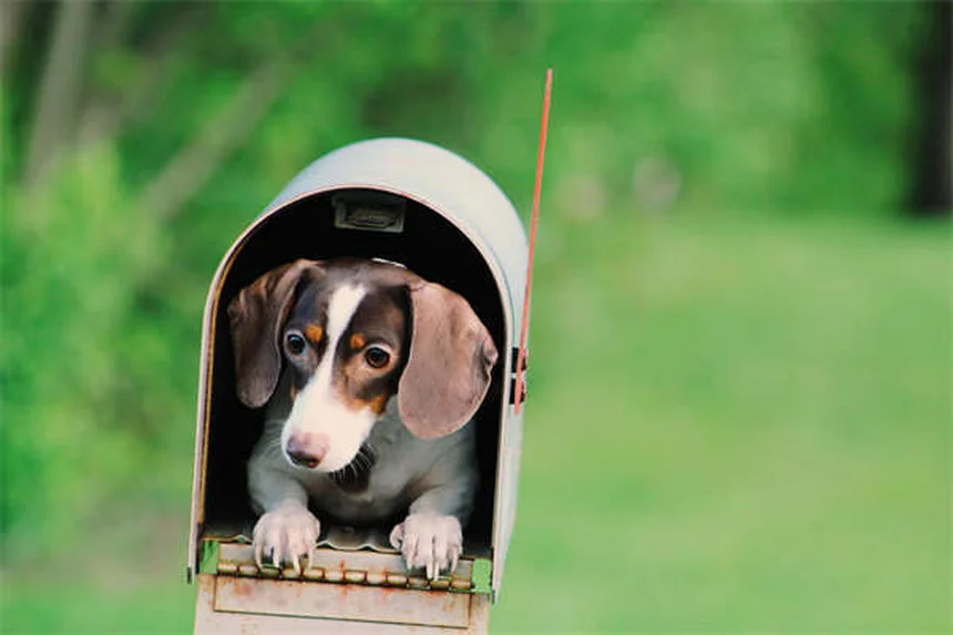 愛犬との毎日運動で絆を深める7つの秘訣
