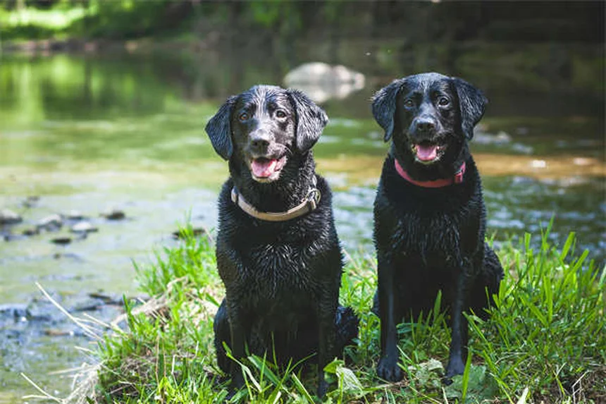 愛犬との毎日運動で絆を深める7つの秘訣