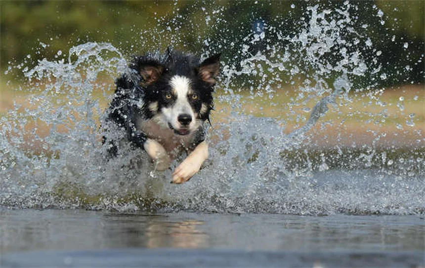 犬の色覚の真実：ワンちゃんは本当に色盲なのか？
