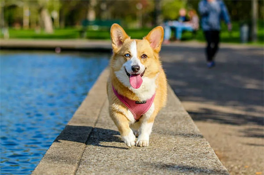 犬のパルクールアジリティ｜初心者でも今日から始められる5つのコツ
