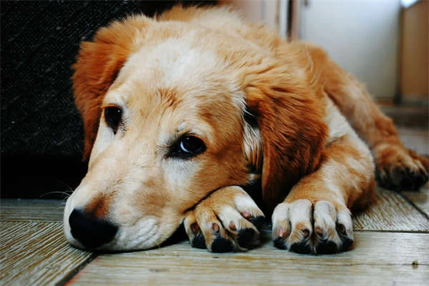 犬のパルクールアジリティ｜初心者でも今日から始められる5つのコツ