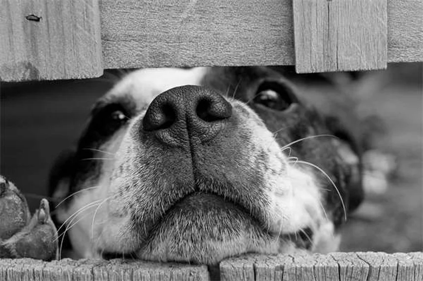 獣医専門家とは？ペットの健康を守るスペシャリストの全て