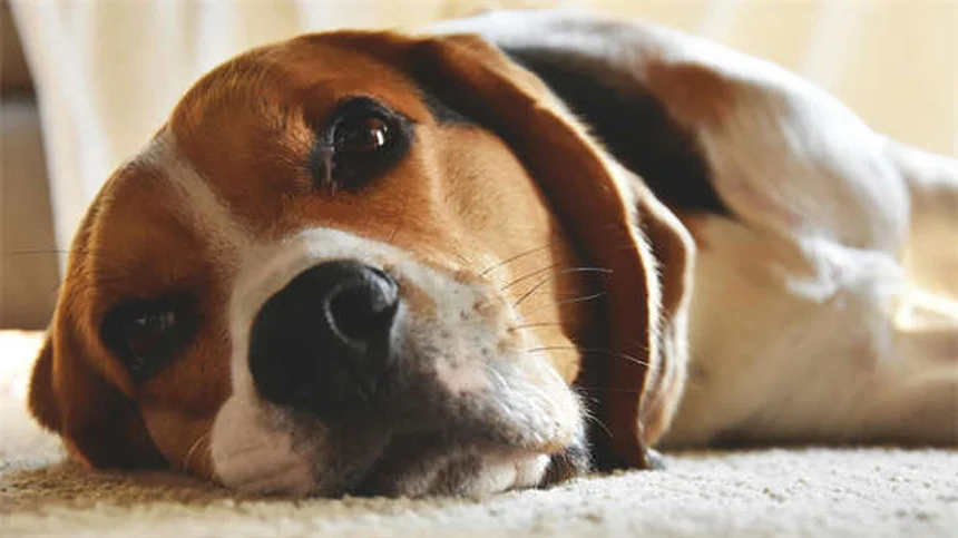 犬の膀胱結石に効く食事は？種類別に解説する治療法と予防法
