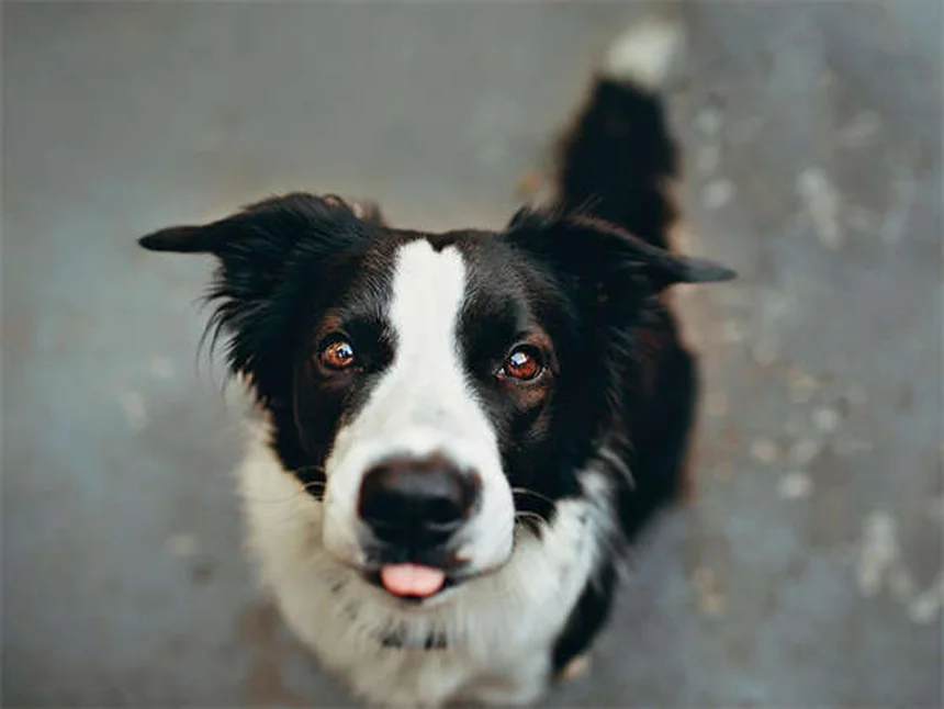 犬の膀胱結石に効く食事は？種類別に解説する治療法と予防法