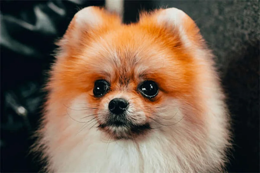 獣医専門家とは？ペットの健康を守るスペシャリストの全て