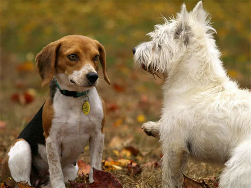 ヒルズプリスクリプションダイエットで愛犬の健康をサポートする5つの秘訣