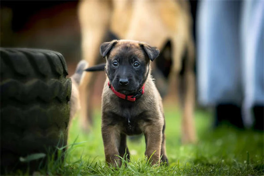 ドワーフハムスターの飼い方：初心者が失敗しない5つのコツ