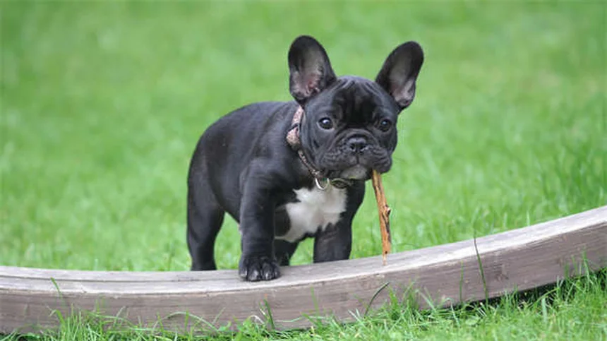 犬が股間を嗅ぐ理由とやめさせる方法【嗅覚の仕組みと3つの対策】