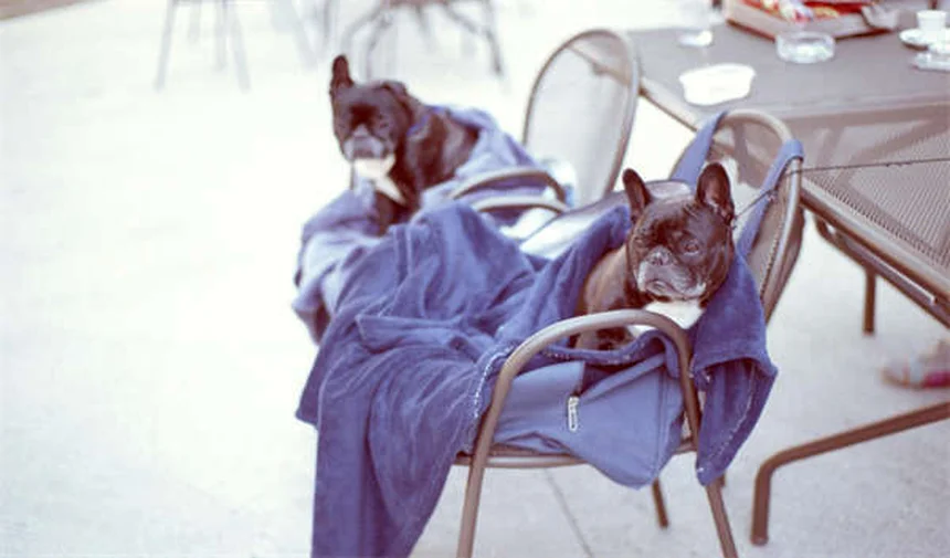 猫の健康を守るフードボウルの選び方5つのポイント