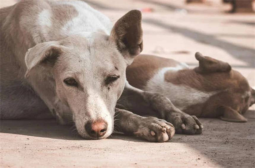 犬の脳の不思議：愛犬の思考と感情を徹底解説！