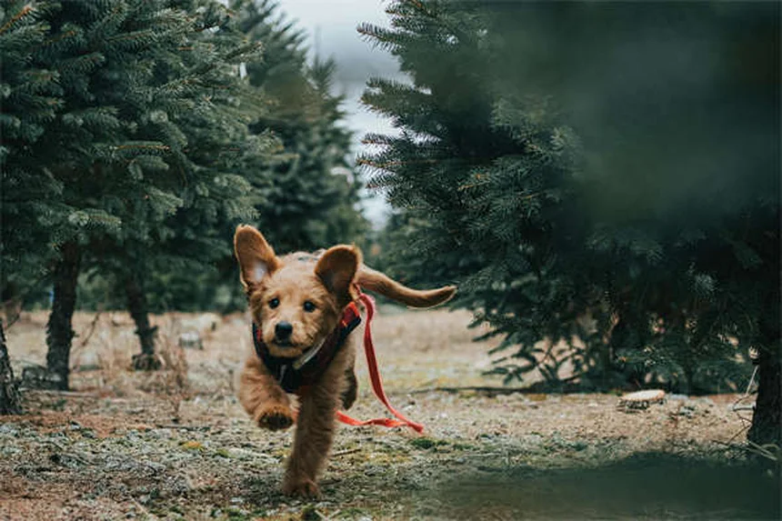 犬猫の胃潰瘍治療薬Zantac®の効果と正しい使い方【獣医師監修】
