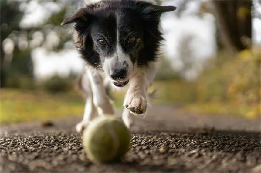 犬のアリ刺され対策｜ヒアリ刺され時の応急処置と予防法