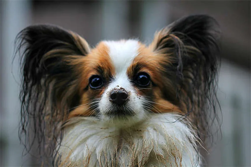 犬の極度な恐怖と不安を解消する7つの方法