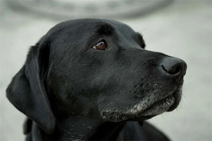 犬の極度な恐怖と不安を解消する7つの方法