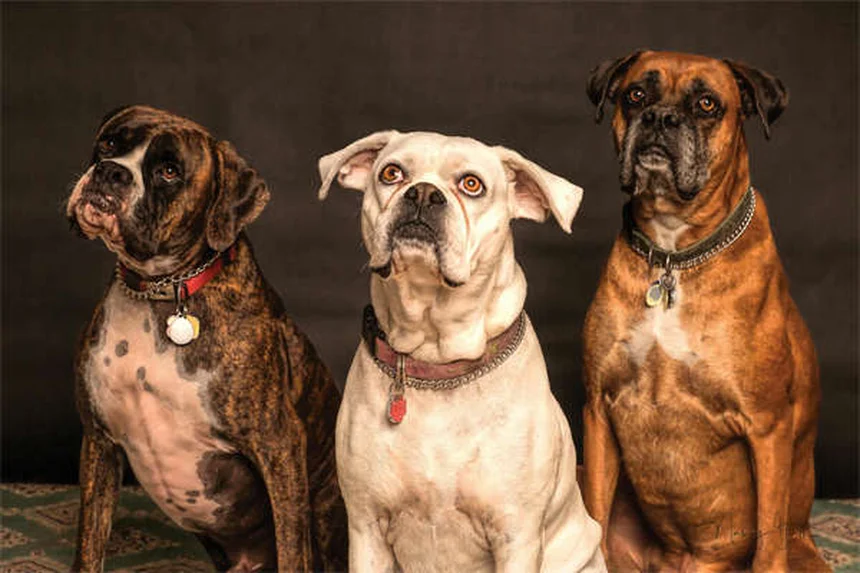 犬のかゆみ対策に！オートミールバスの効果と簡単な作り方