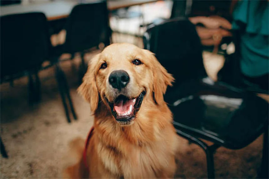 犬行動学専門家の選び方：訓練士・CAAB・獣医行動学専門医の違いと見極めポイント