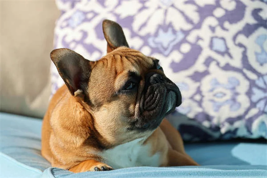 Kaopectate®は犬や猫に安全?リスクと正しい使い方を獣医師が解説