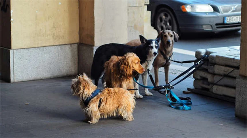 Kaopectate®は犬や猫に安全？リスクと正しい使い方を獣医師が解説