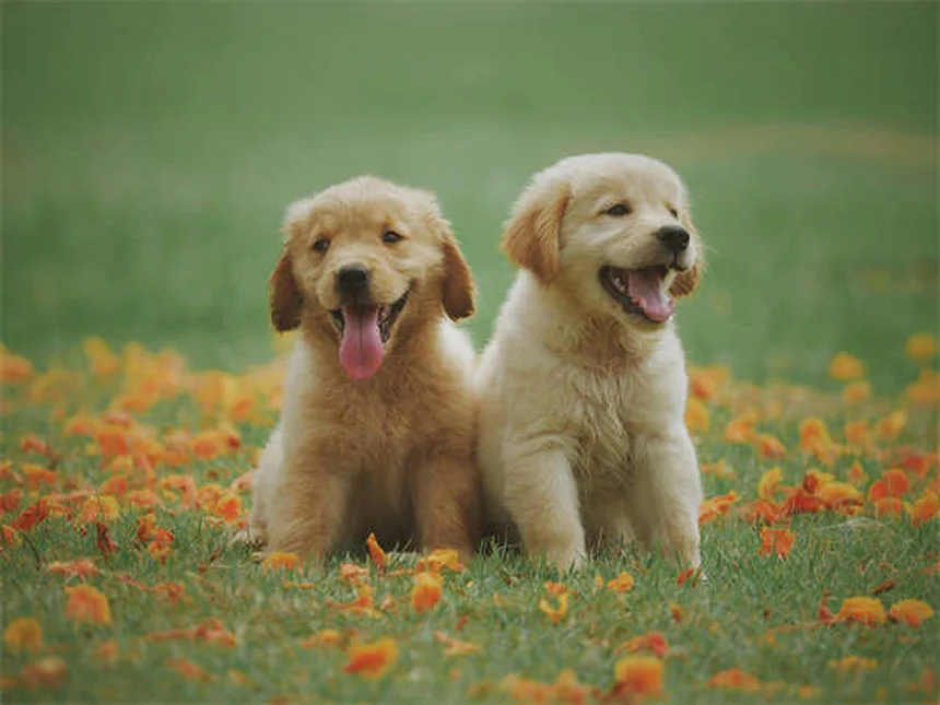 犬の飛びつきを直す効果的な方法|今すぐできる実践的なコツ
