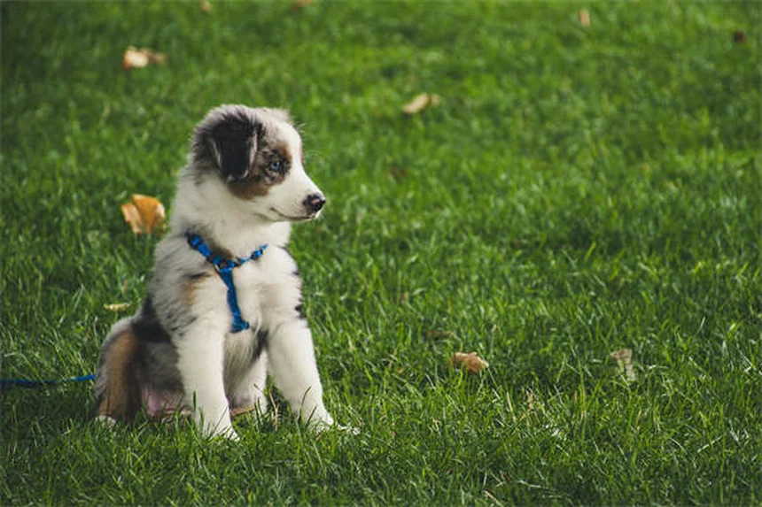 犬の飛びつきを直す効果的な方法｜今すぐできる実践的なコツ