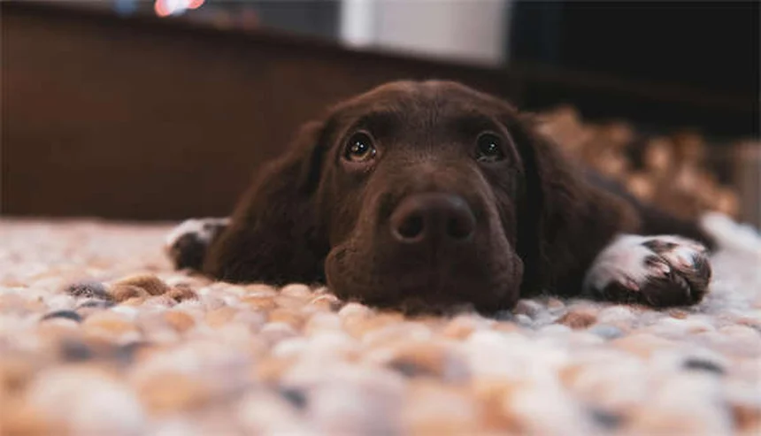 犬のノミマダニ駆除薬【おすすめ5選】獣医が教える選び方と比較