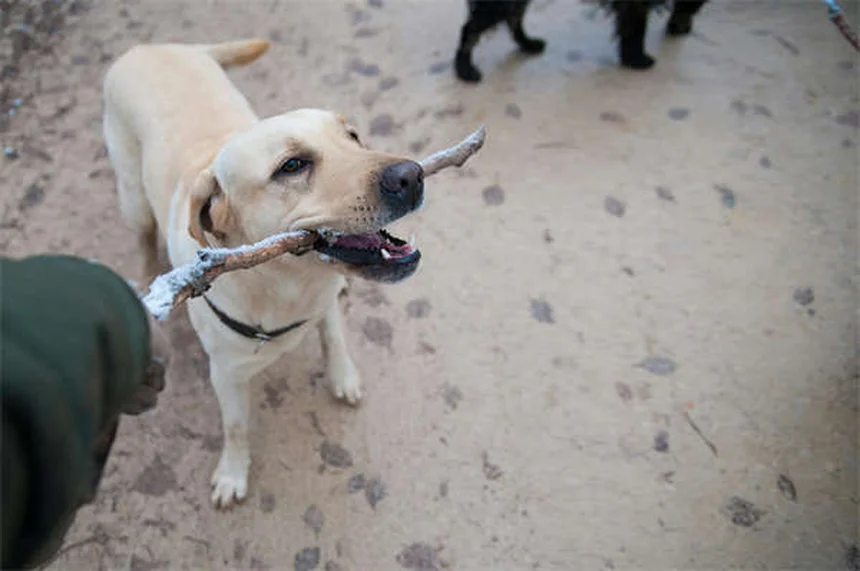犬のノミマダニ駆除薬【おすすめ5選】獣医が教える選び方と比較