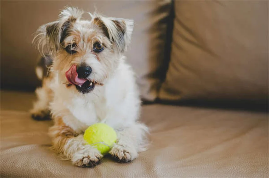 犬のノミマダニ駆除薬【おすすめ5選】獣医が教える選び方と比較