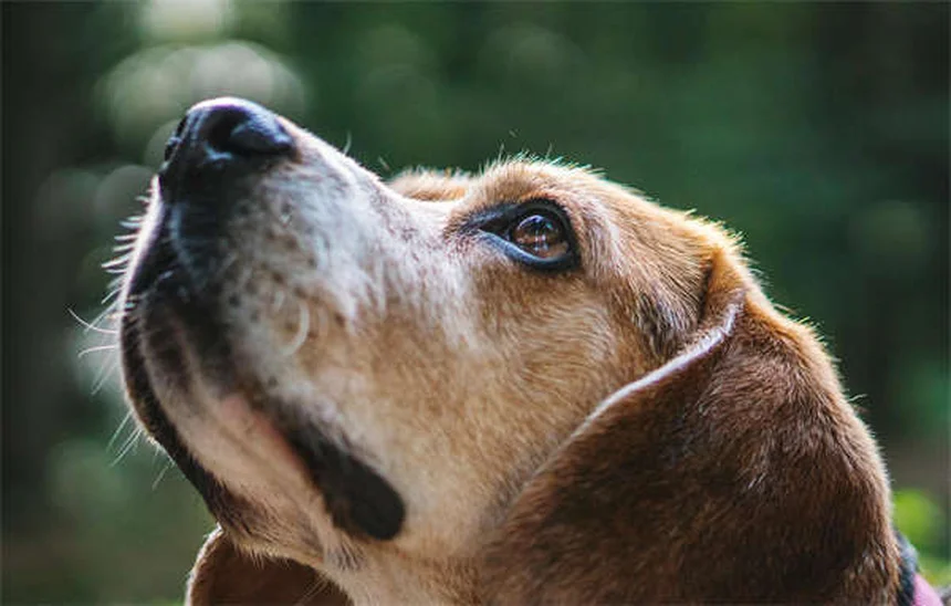プレマックの原理で犬のしつけを効果的に！実践する3つのコツ